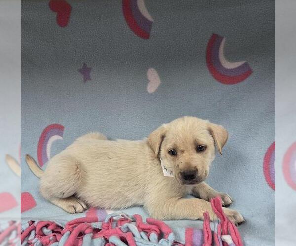 Medium Photo #1 Irish Terrier-Unknown Mix Puppy For Sale in HESPERIA, CA, USA