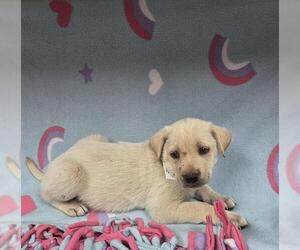 Irish Terrier-Unknown Mix Dogs for adoption in HESPERIA, CA, USA