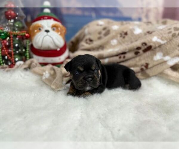 Medium Photo #1 English Bulldog Puppy For Sale in OOLOGAH, OK, USA