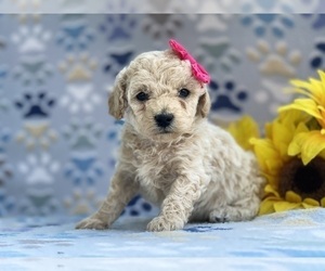 Goldendoodle (Miniature) Puppy for sale in LANCASTER, PA, USA