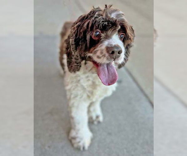 Medium Photo #19 Cocker Spaniel Puppy For Sale in Arlington, VA, USA