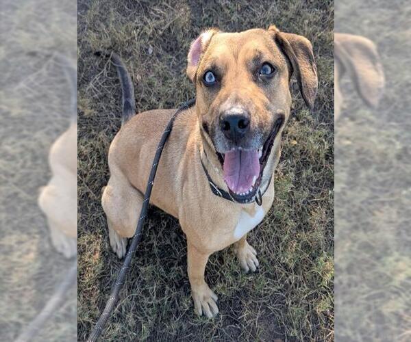 Medium Photo #4 Black Mouth Cur-Unknown Mix Puppy For Sale in Ocala, FL, USA