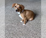 Small #6 Chihuahua Mix