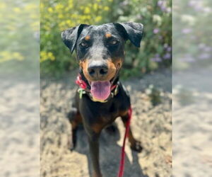 Rotterman Dogs for adoption in Ventura, CA, USA