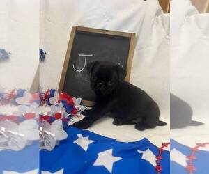 Medium Pug