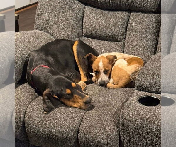 Medium Photo #2 Mutt Puppy For Sale in Canton, CT, USA