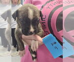 Small #1 Bullboxer Pit