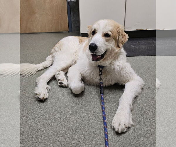 Medium Photo #2 Great Pyrenees-Unknown Mix Puppy For Sale in Croydon, NH, USA