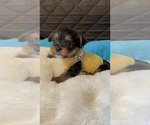 Small #2 Yorkshire Terrier