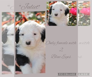 Old English Sheepdog Puppy for sale in BROWNSVILLE, LA, USA