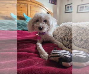 Meadow Rue - Female Maltese-Unknown Mix Dog for Adoption - Photo #6