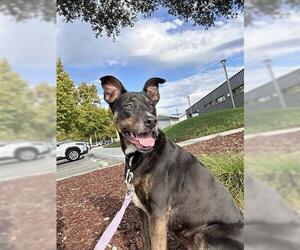 Doberman Pinscher-Unknown Mix Dogs for adoption in San Martin, CA, USA