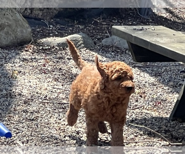 Medium Photo #5 Goldendoodle (Miniature) Puppy For Sale in EASTON, MA, USA