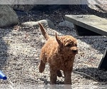 Small #4 Goldendoodle (Miniature)
