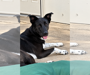 Jett - Male Border Collie-Unknown Mix Dog for Adoption - Photo #4