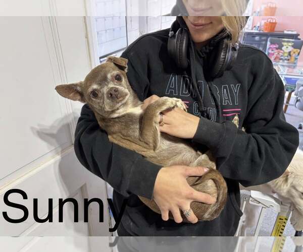 Medium Photo #1 Chihuahua-Unknown Mix Puppy For Sale in New London, WI, USA