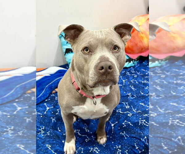 Medium Photo #29 American Staffordshire Terrier-Unknown Mix Puppy For Sale in Brewster, NY, USA