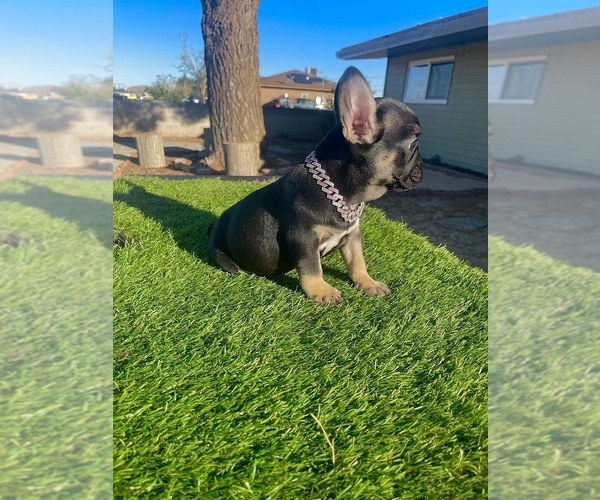 Medium Photo #3 French Bulldog Puppy For Sale in SANTA MONICA, CA, USA