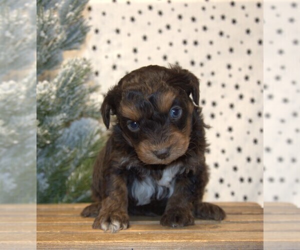 Medium Photo #20 Aussiedoodle Miniature  Puppy For Sale in NEWBERRY, IN, USA