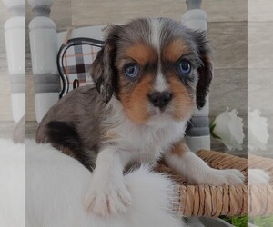 Cavalier King Charles Spaniel Puppy for sale in CARLISLE, KY, USA