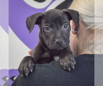Small #4 American Staffordshire Terrier-Boxer Mix