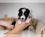 Small #1 Border Collie