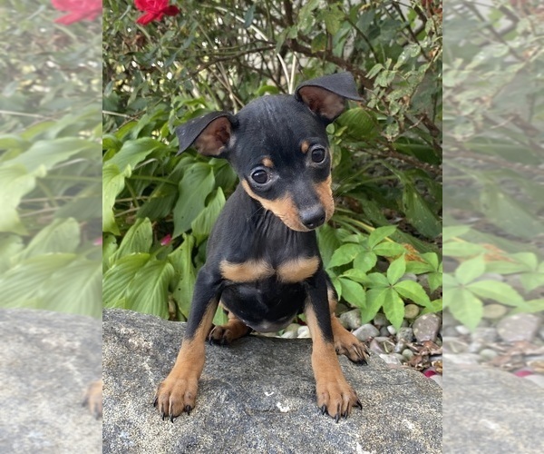 Medium Photo #2 Miniature Pinscher Puppy For Sale in CANOGA, NY, USA