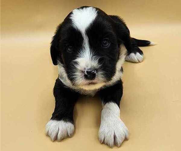 Medium Photo #1 Tibetan Terrier Puppy For Sale in DORENA, OR, USA