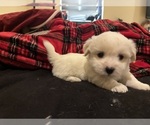 Small #6 Coton de Tulear
