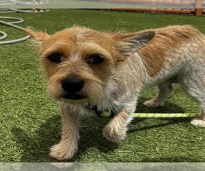 Mutt Dogs for adoption in Las Vegas, NV, USA