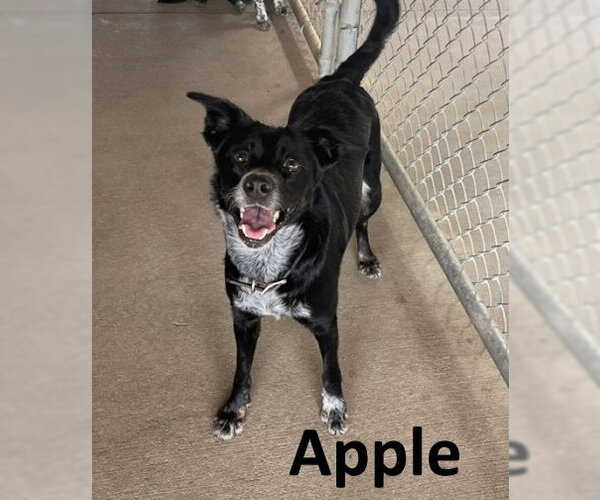 Medium Photo #1 Border Kelpie Puppy For Sale in Mountain View, AR, USA