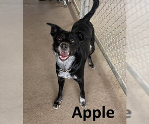 Border Kelpie Dogs for adoption in Mountain View, AR, USA