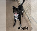 Small Border Kelpie