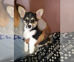 Small Photo #3 Pembroke Welsh Corgi Puppy For Sale in SAN DIEGO, CA, USA