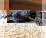 Small #3 Labrador Retriever Mix