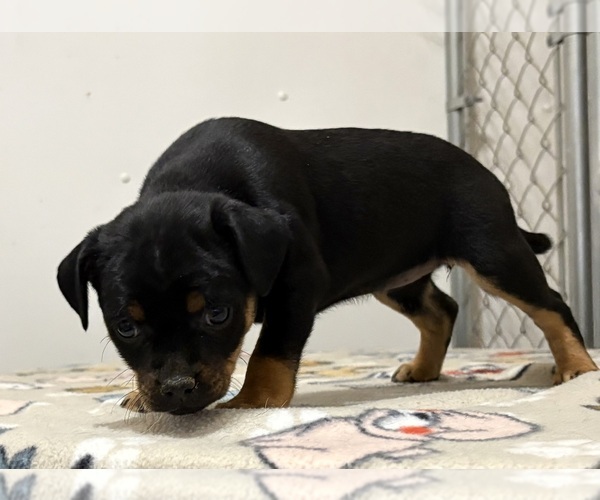 Medium Photo #3 Carlin Pinscher Puppy For Sale in COBB, WI, USA