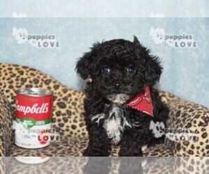 Poodle (Toy) Puppy for sale in SANGER, TX, USA