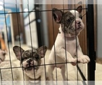Small Photo #9 French Bulldog Puppy For Sale in YORKTOWN, IN, USA