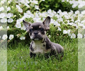 French Bulldog Puppy for sale in RONKS, PA, USA