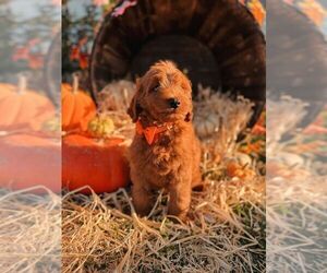 Goldendoodle (Miniature) Puppy for sale in CLARKSVILLE, TN, USA