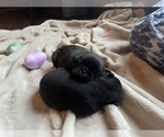 Small Photo #59 Pug Puppy For Sale in BLOOMINGTON, IL, USA