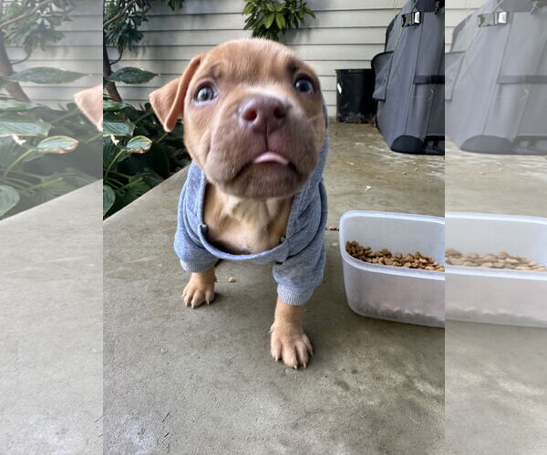 Medium Photo #10 Mutt Puppy For Sale in Philadelphia, PA, USA