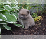 Puppy Western Pomeranian