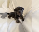 Puppy Blue Tri 2 American Bully