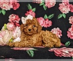 Small Photo #4 Cavapoo Puppy For Sale in NOTTINGHAM, PA, USA
