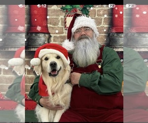 Father of the English Cream Golden Retriever puppies born on 11/24/2025