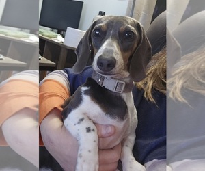 Mother of the Dachshund puppies born on 11/12/2025