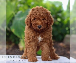 Goldendoodle (Miniature) Puppy for sale in LITITZ, PA, USA