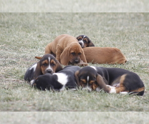 Basset Hound Puppy for sale in MEMPHIS, MO, USA