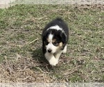 Small Photo #9 Australian Shepherd Puppy For Sale in SHALLOTTE, NC, USA